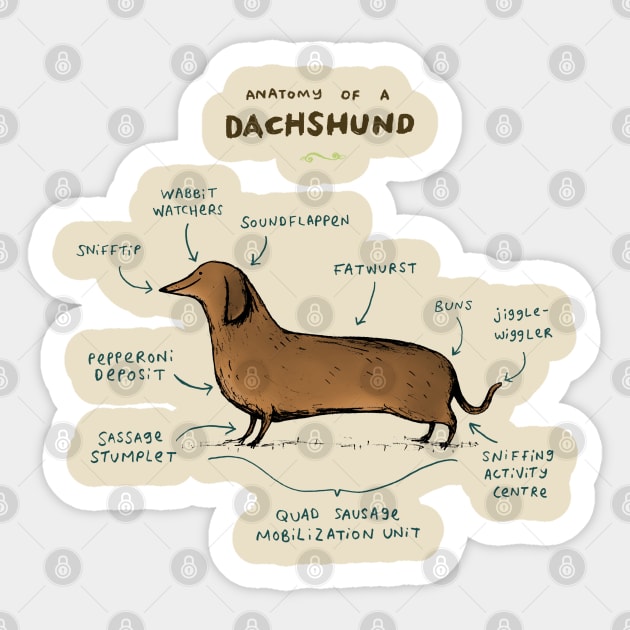 Anatomy of a Dachshund Sticker by Sophie Corrigan